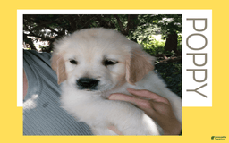 Golden Retriever dogs for sale: Poppy - Image 17