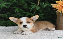 Welsh Corgi Pembroke dogs for sale: Nugget - Image 10