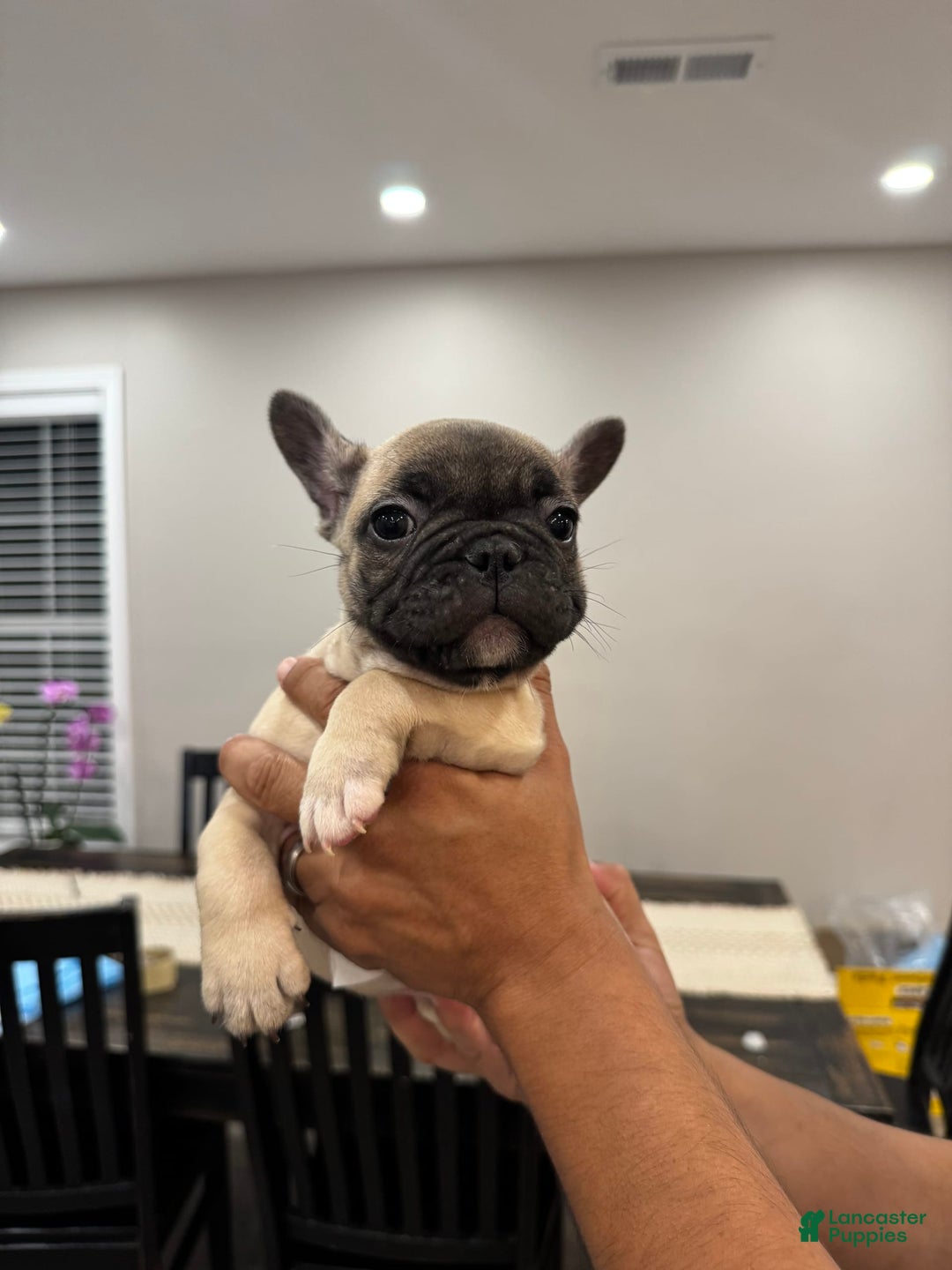 French Bulldog dogs for sale: Chester - Image 4