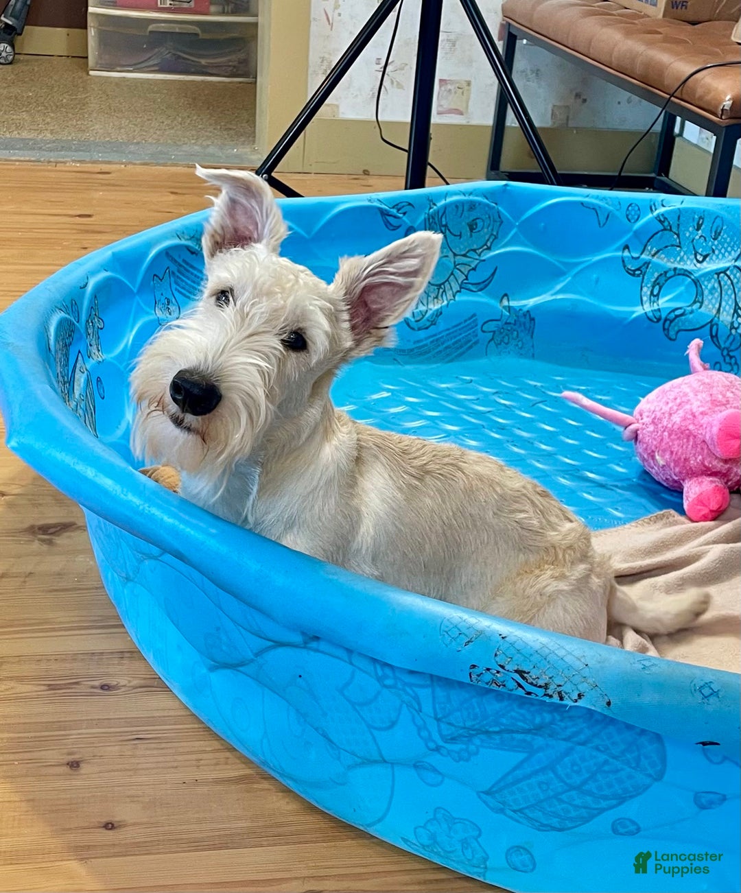Scottish Terrier dogs for sale: Ollie - Image 1