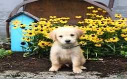 Golden Retriever dogs for sale: Felix - Image 5