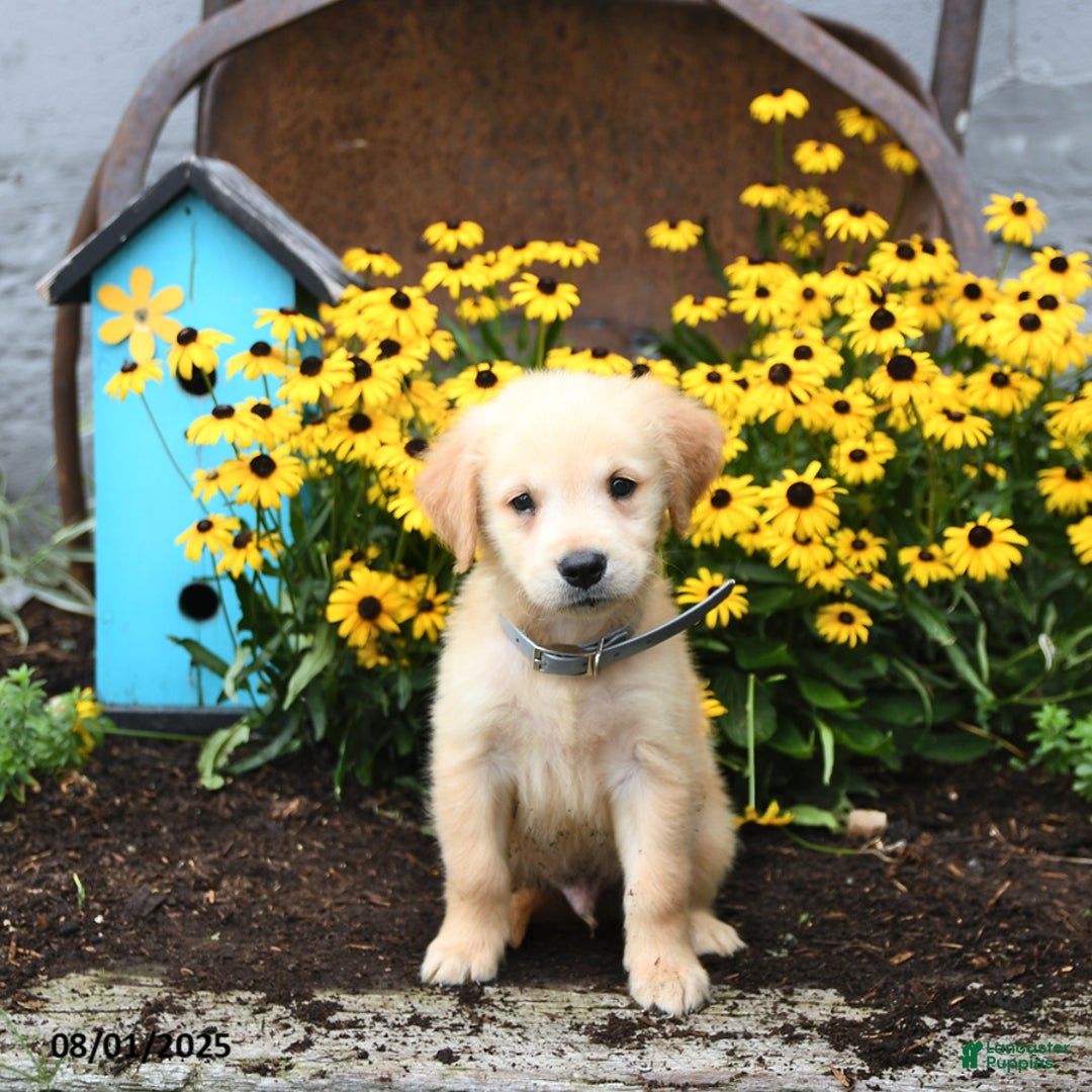 Golden Retriever dogs for sale: Felix - Image 5