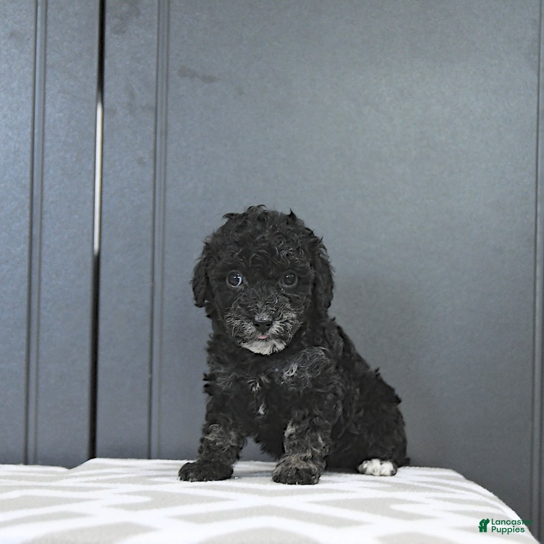 Miniature Poodle dogs for sale: Tessa Extra Small - Image 3