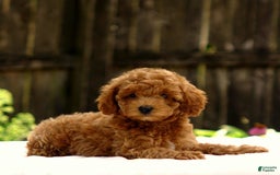 Toy Poodle dogs for sale: Dylan - Image 5