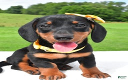 Miniature Dachshund dogs for sale: Harvey - Image 2