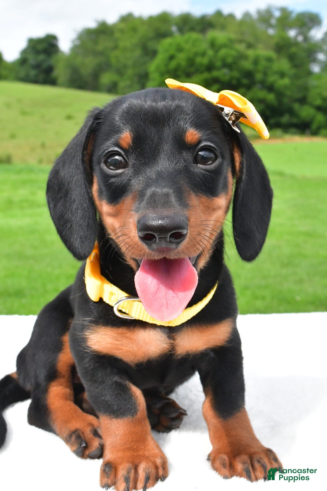 Miniature Dachshund dogs for sale: Harvey - Image 2
