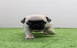 Pug dogs for sale: Marley - Image 5