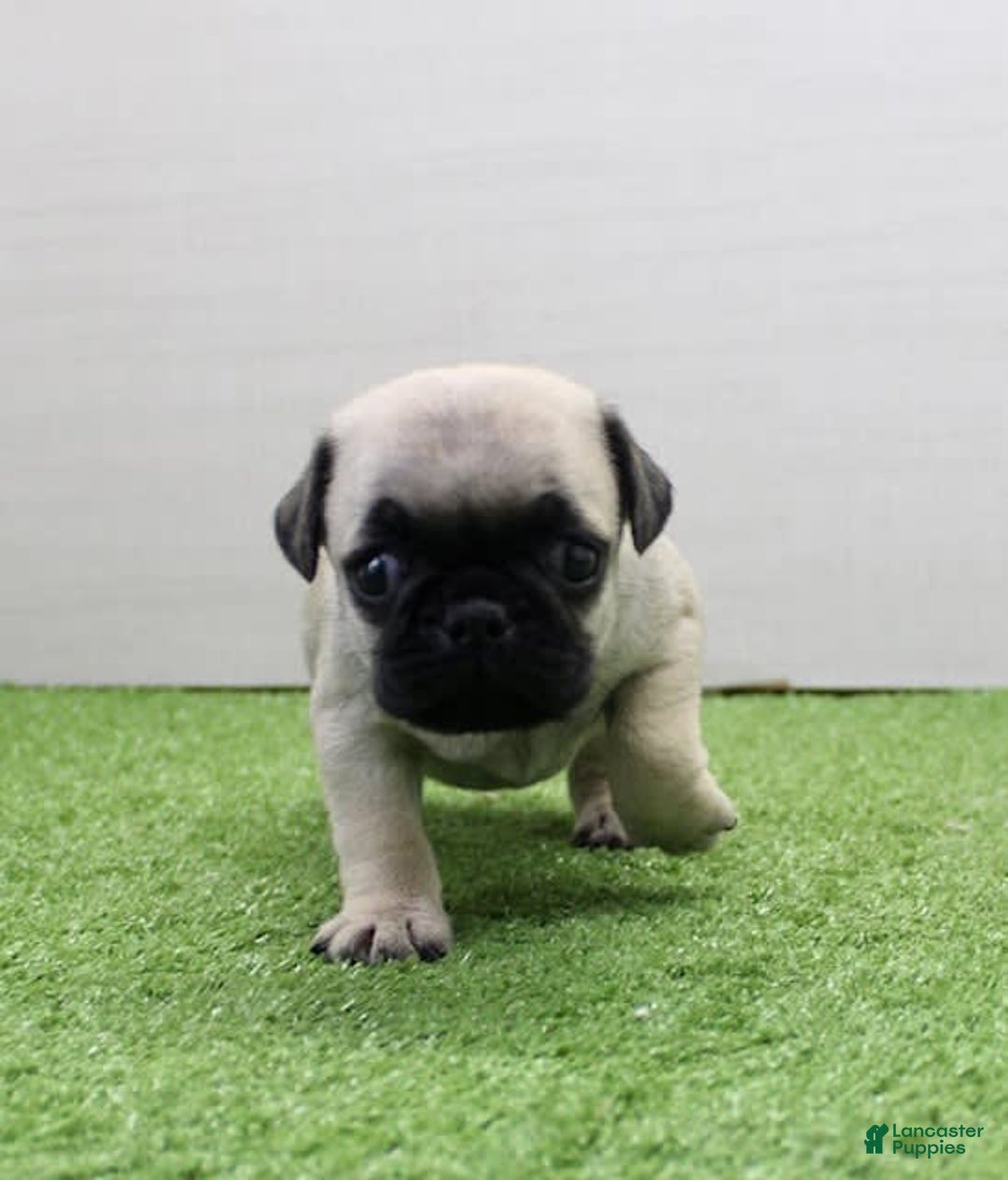 Pug dogs for sale: Marley - Image 5