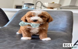 Mini Goldendoodle dogs for sale: Petite Bolt - Image 7