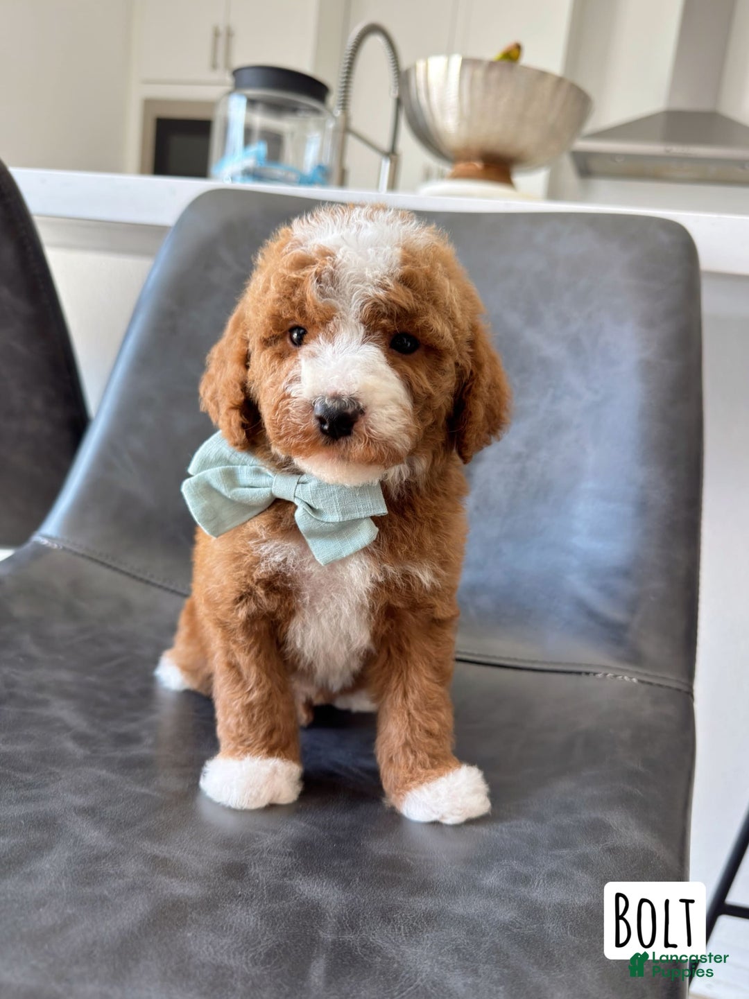 Mini Goldendoodle dogs for sale: Petite Bolt - Image 7