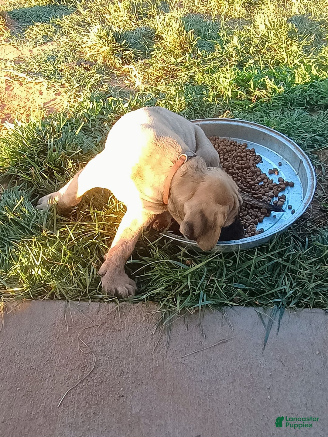 English Mastiff dogs for sale: Khaki Boy🤎 - Image 1