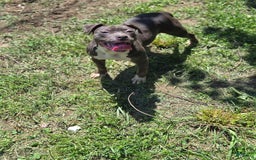 American Pit Bull Terrier dogs for sale: Asia - Image 4