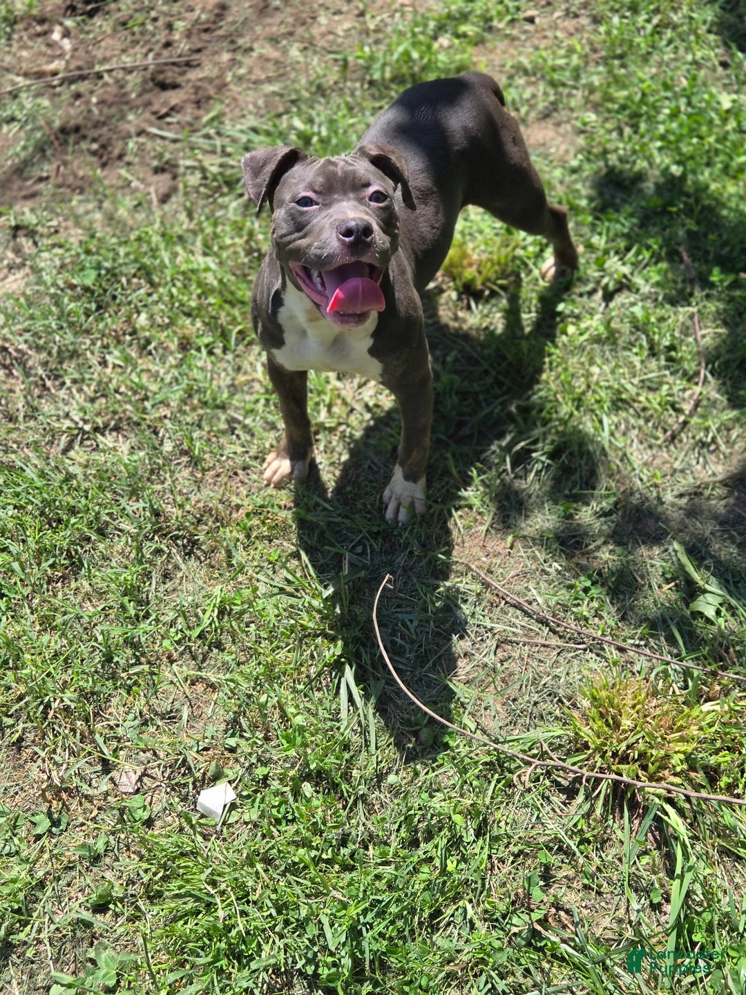 American Pit Bull Terrier dogs for sale: Asia - Image 4