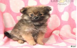 Pomeranian dogs for sale: Stella - Image 2