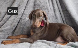 Doberman Pinscher dogs for sale: Gus - Image 1
