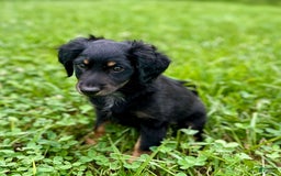 Dachshund dogs for sale: Molasses - Image 14