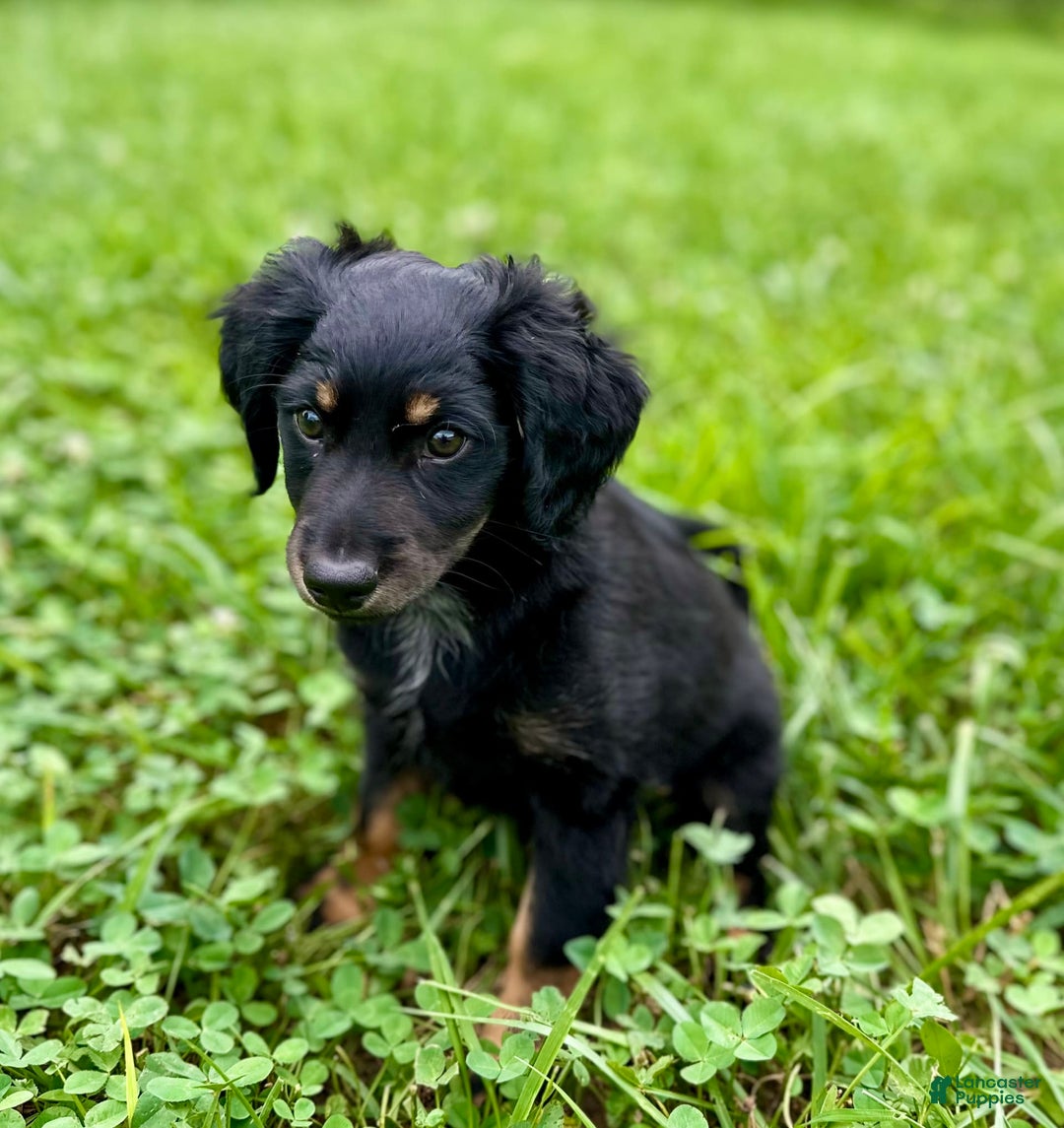 Dachshund dogs for sale: Molasses - Image 14