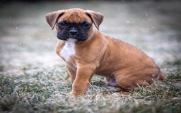 Boxer dogs for sale: Bear - Image 2