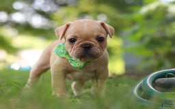 French Bulldog dogs for sale: Ryder - Image 4