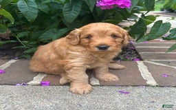 Mini Goldendoodle dogs for sale: Patterson - Image 4