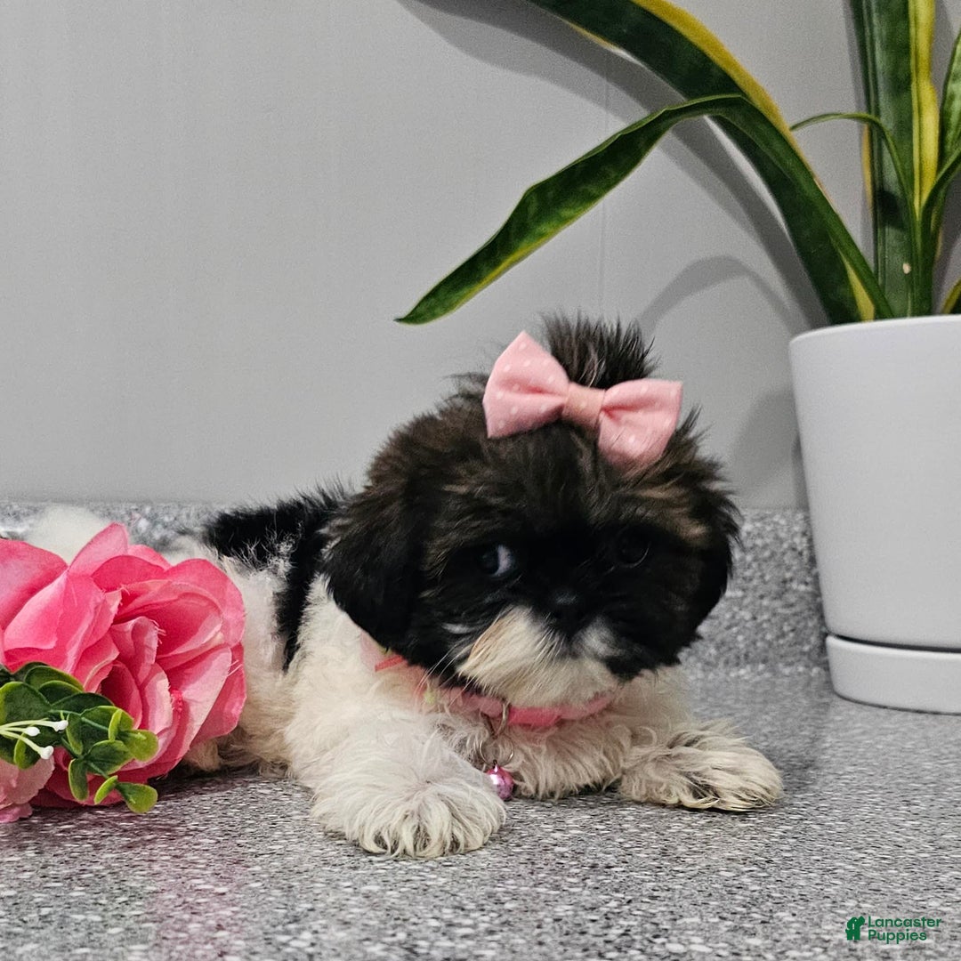 Shih Tzu dogs for sale: Tiny Tiff ❤️ - Image 30