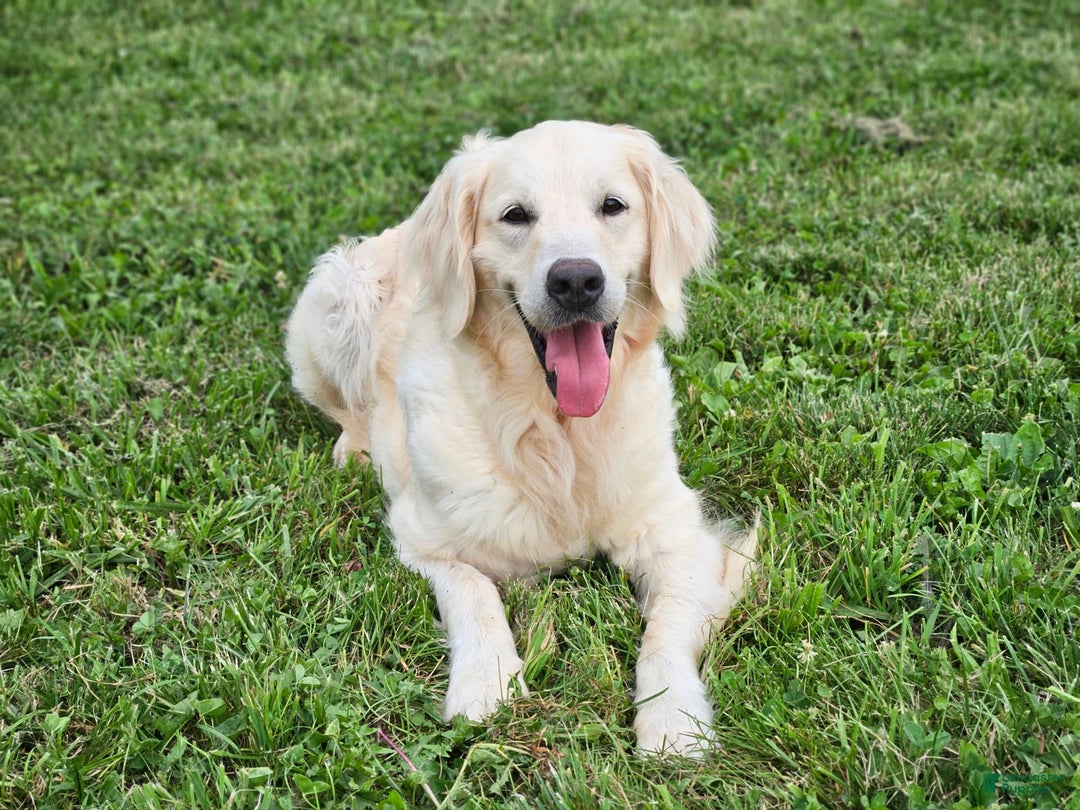 Golden Retriever dogs for sale: Jasmine - Image 7
