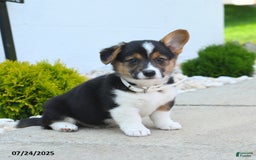 Welsh Corgi Pembroke dogs for sale: Tessa - Image 2