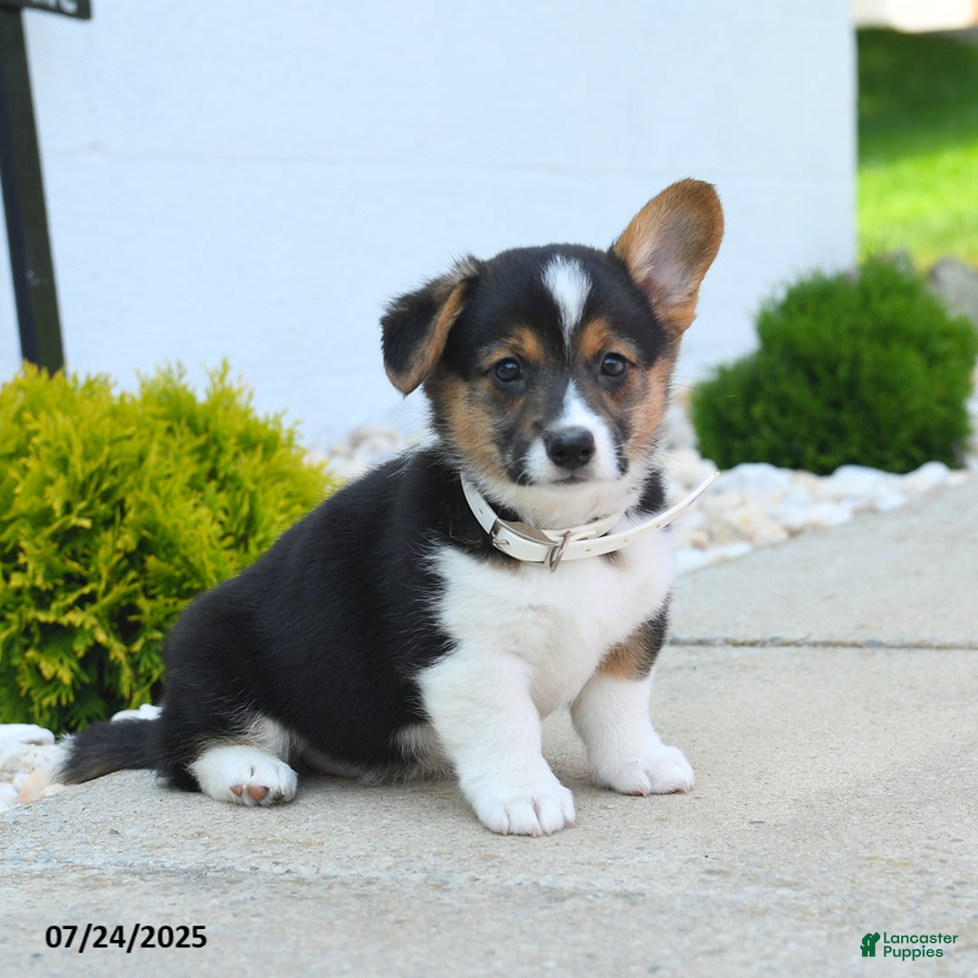 Welsh Corgi Pembroke dogs for sale: Tessa - Image 2