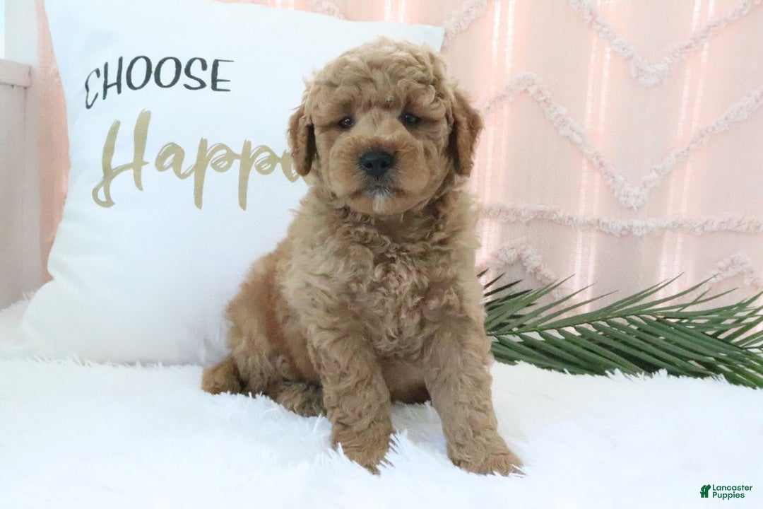 dogs for sale: Mini Goldendoodle 4 puppies - Image 12