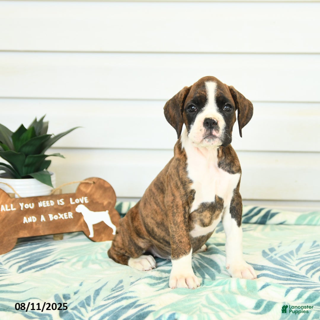 Boxer dogs for sale: Ruby - Image 2