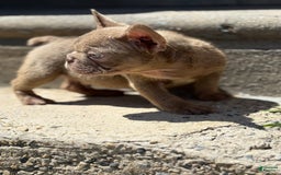French Bulldog dogs for sale: Crisean Boy 1 - Image 8