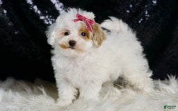 Maltipoo dogs for sale: Daisy - Image 6