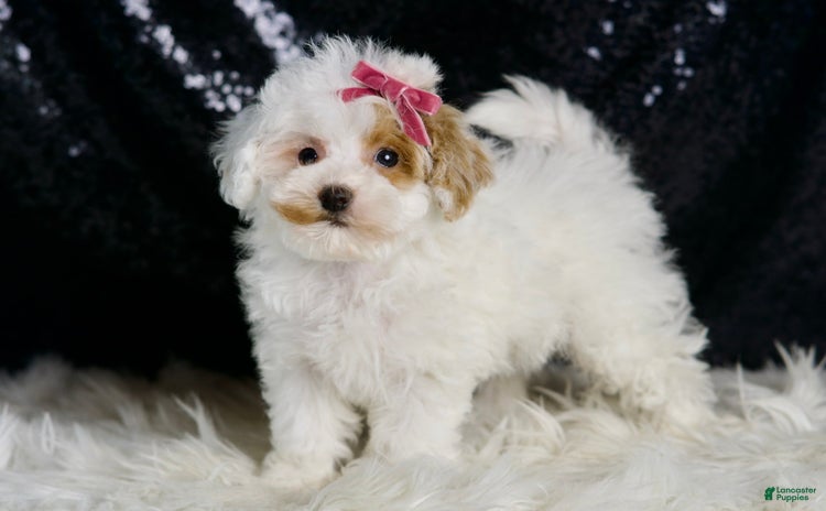 Maltipoo dogs - Advert 7