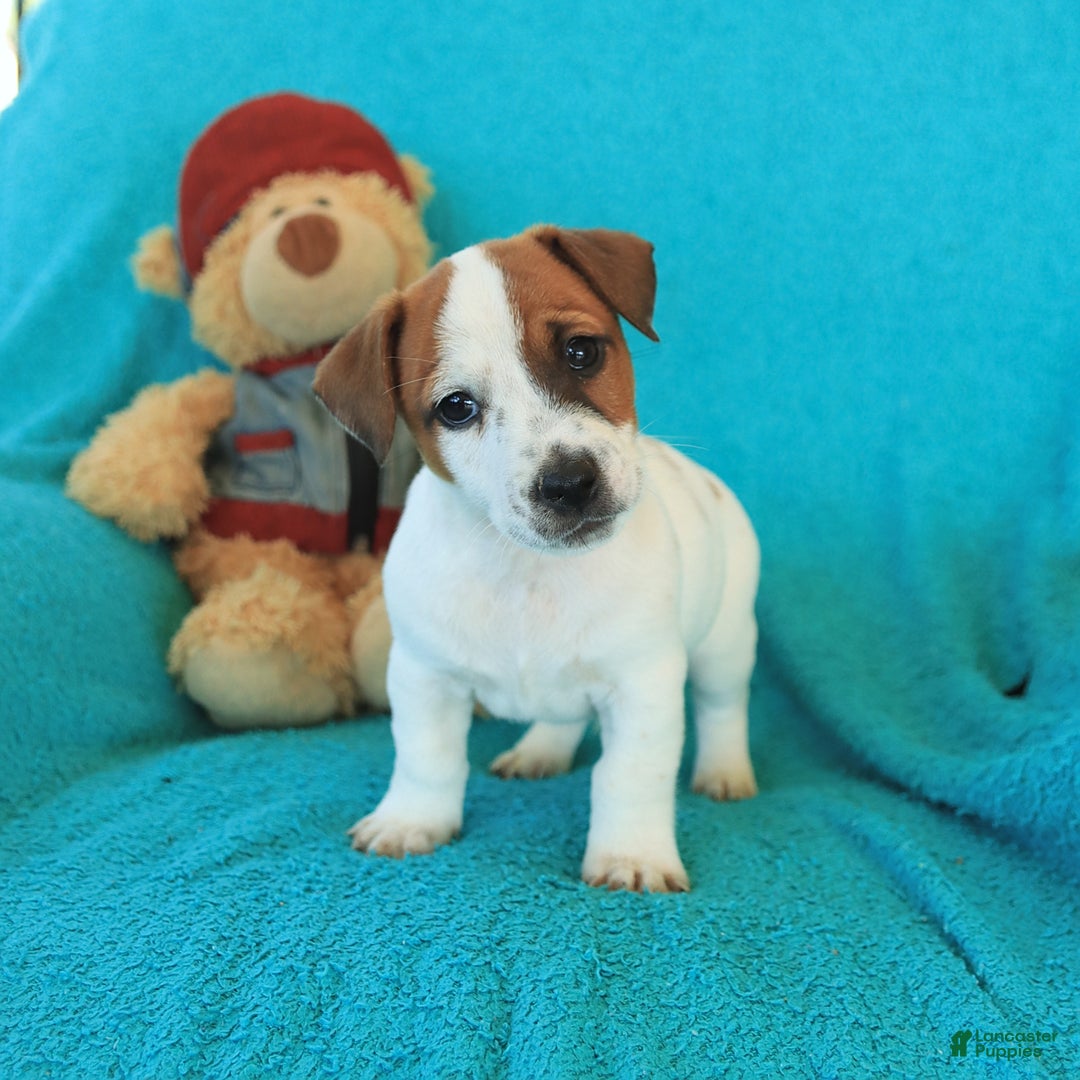 Jack Russell Terrier dogs for sale: Joey - Image 4