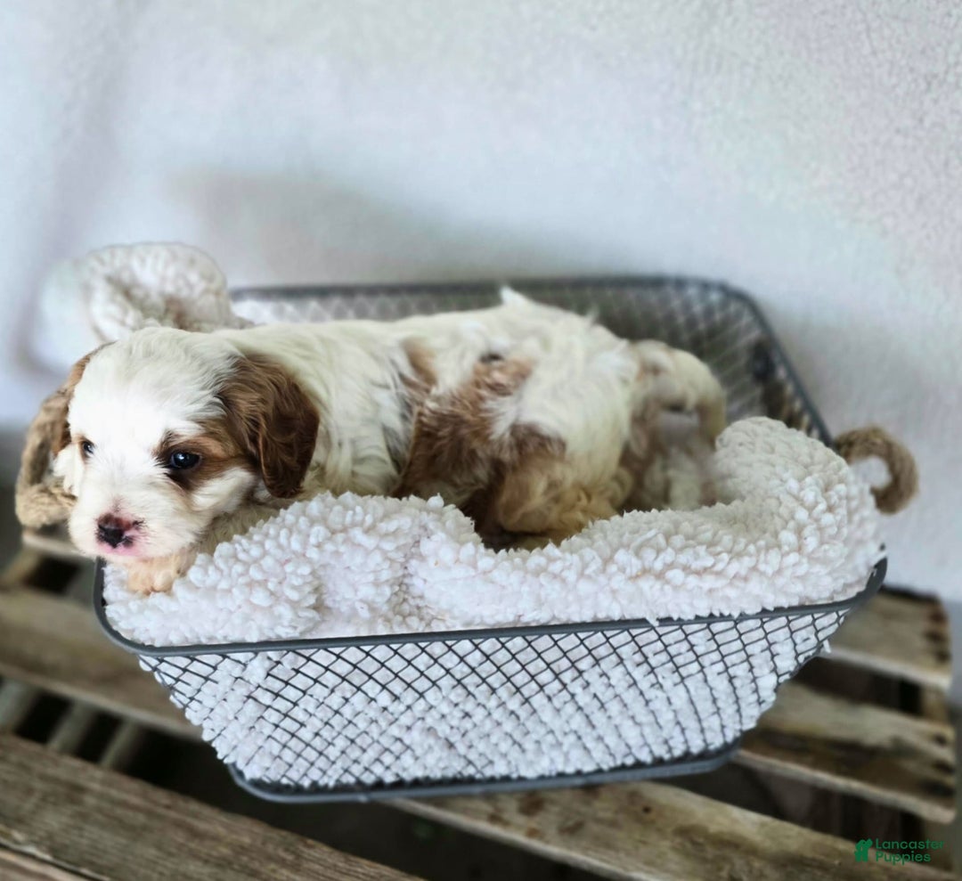 Cavapoo dogs for sale: Bruce - Image 15