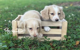 Miniature Dachshund dogs for sale: PRA CLEAR - Image 5