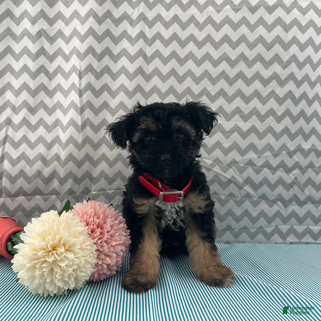 Yorkiepoo dogs for sale: Micah - Image 1