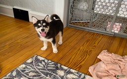 Pomsky dogs for sale: Coco - Image 4