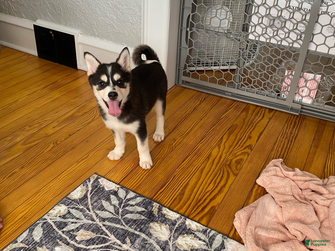 Pomsky dogs for sale: Coco - Image 4