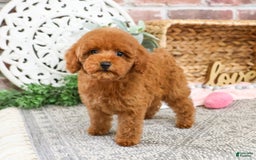 Miniature Poodle dogs for sale: Gloria - Image 8