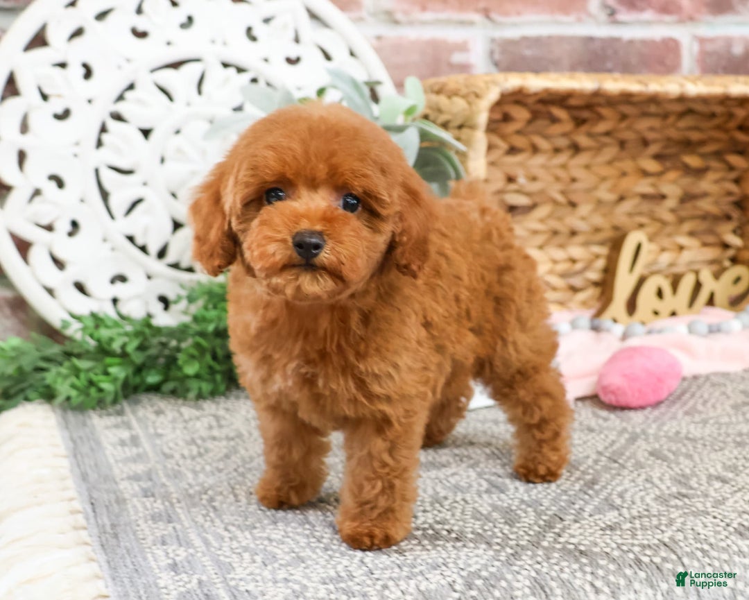 Miniature Poodle dogs for sale: Gloria - Image 8