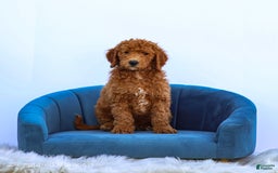 Standard Poodle dogs for sale: Ronnie - Image 6