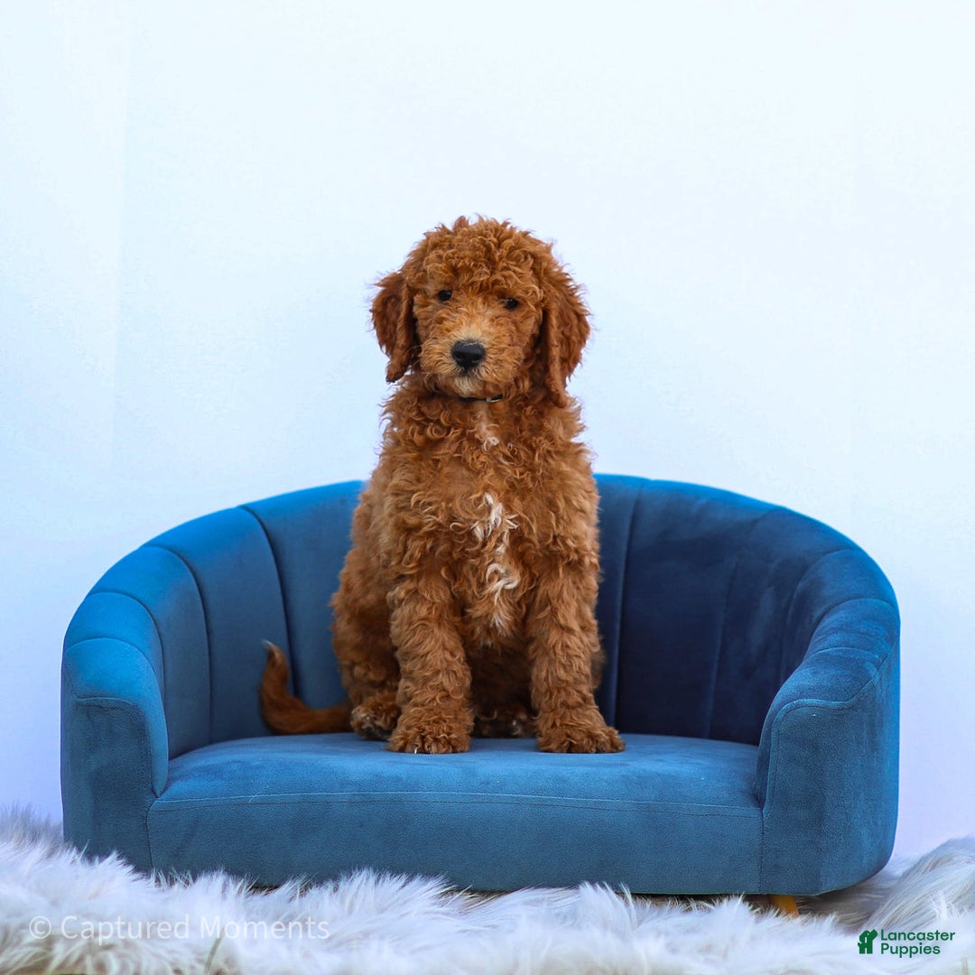 Standard Poodle dogs for sale: Ronnie - Image 6