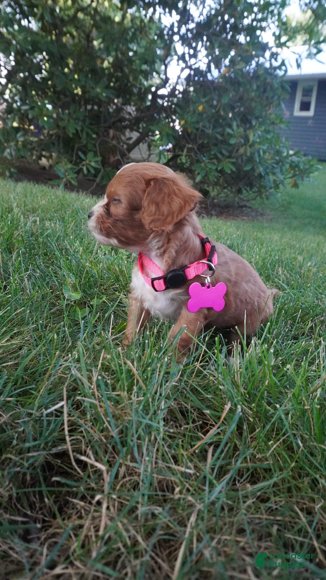 Cavapoo dogs for sale: Tiny Tim - Image 7