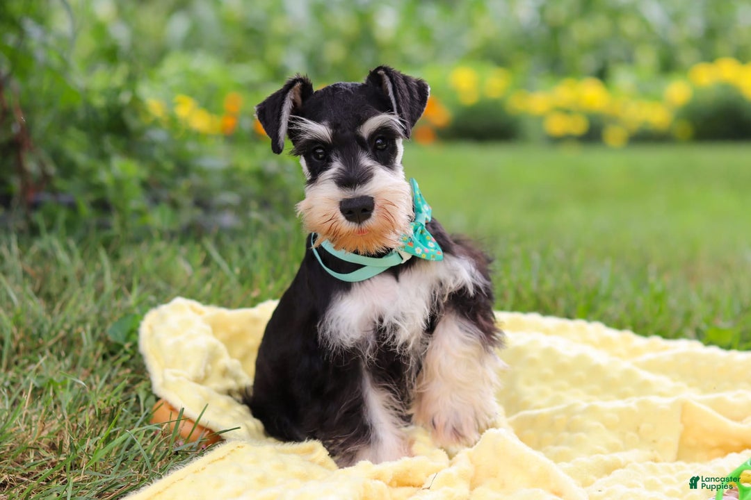 Miniature Schnauzer dogs for sale: Denver - Image 4