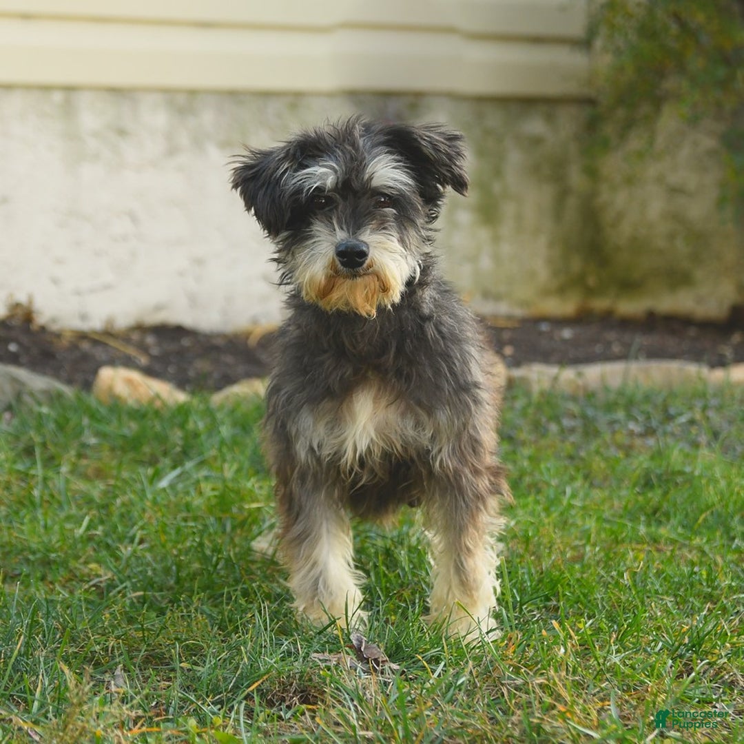 Miniature Schnauzer dogs for sale: Jett - Image 11