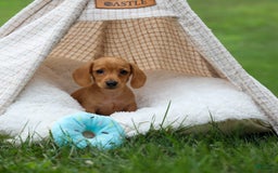 Miniature Dachshund dogs for sale: Nick - Image 20