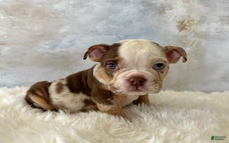 English Bulldog dogs for sale: Pochoco - Image 3