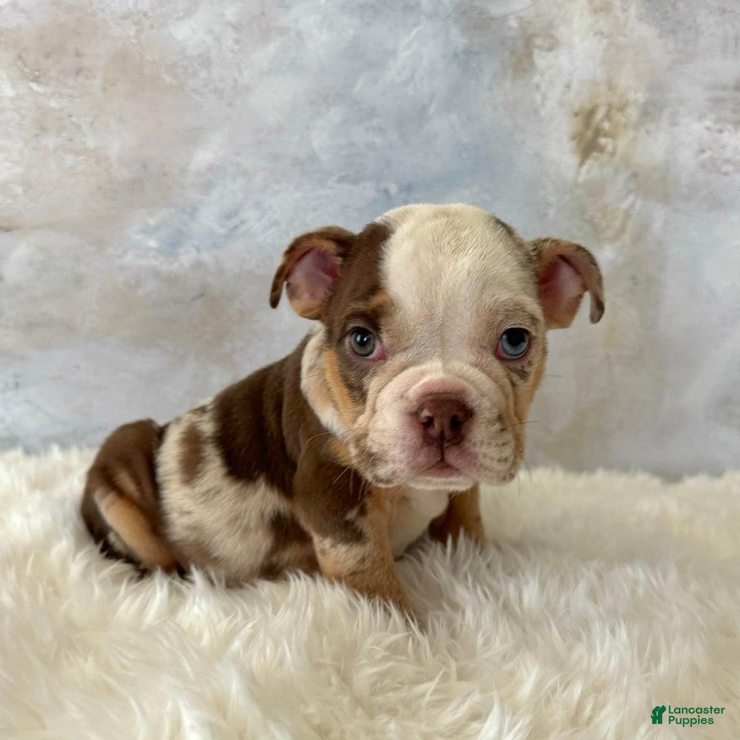 English Bulldog dogs for sale: Pochoco - Image 3