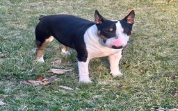 Bull Terrier dogs for sale: Target - Image 10